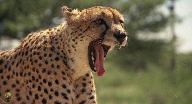 9 Interesting Facts About Cheetahs
