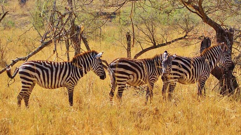 Things to do in Tanzania on a Budget Safari