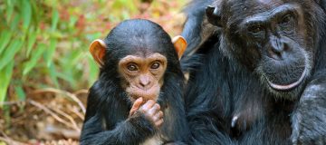 Chimpanzee tracking safaris in Mahale Mountains National Park