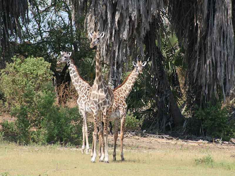 Uwanda game reserve