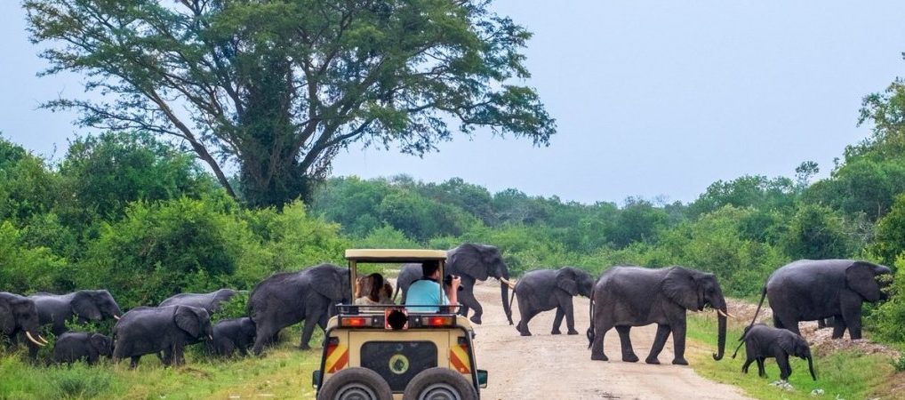 Wildlife safaris in Uganda