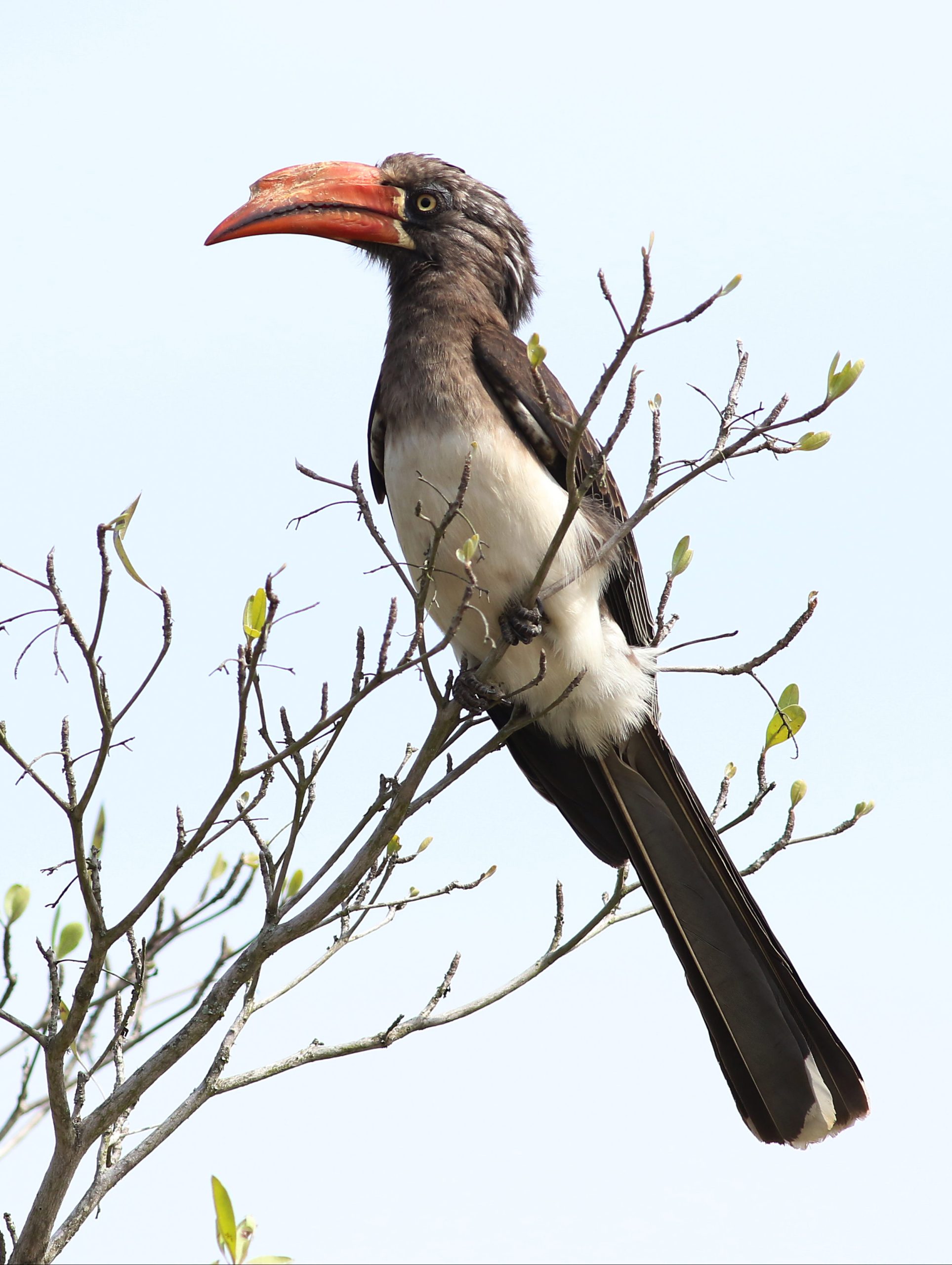 Bird Watching Safari In Bwindi Impenetrable National Park