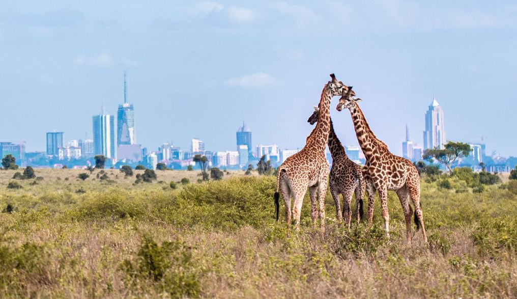 Nairobi National Park | Kenya Wildlife Tours | Kenya safari