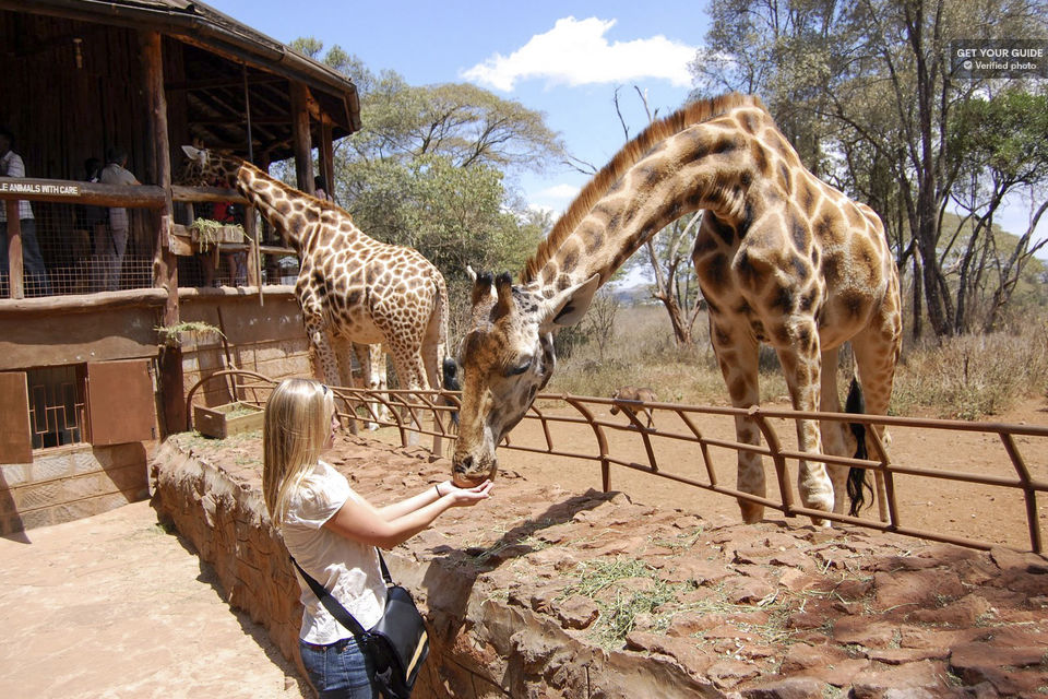 The Nairobi Giraffe Center
