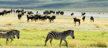 Serengeti Park Safaris