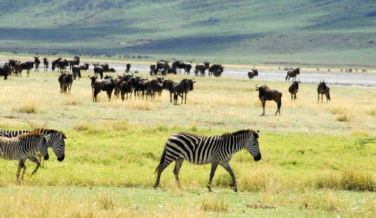 Serengeti Park Safaris