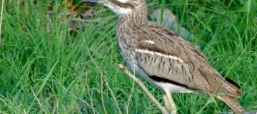 Birding Safari In Kibale National Park