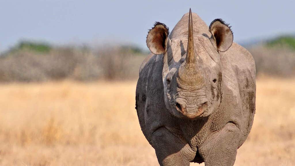 All You Need To Know About Black Rhinos