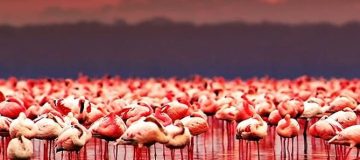 Lake Natron Birding Checklist