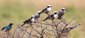 Ruaha National Park Bird Checklist