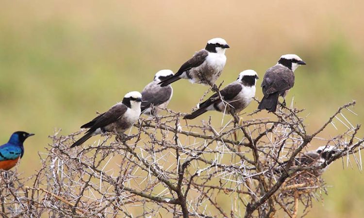 Ruaha National Park Bird Checklist
