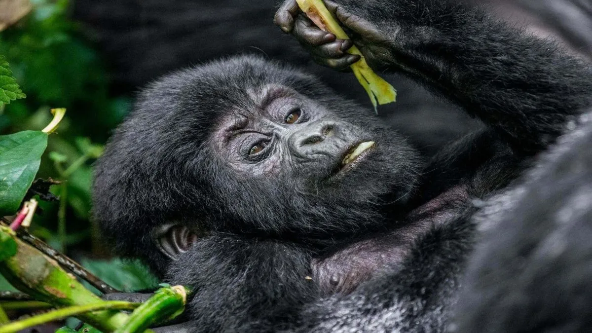 Facts About The Gorilla Habituation Experience Permit In Uganda