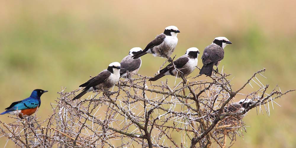 Birding Safaris In Tanzania