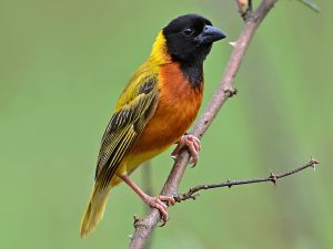 Nyungwe National Park Bird Checklist