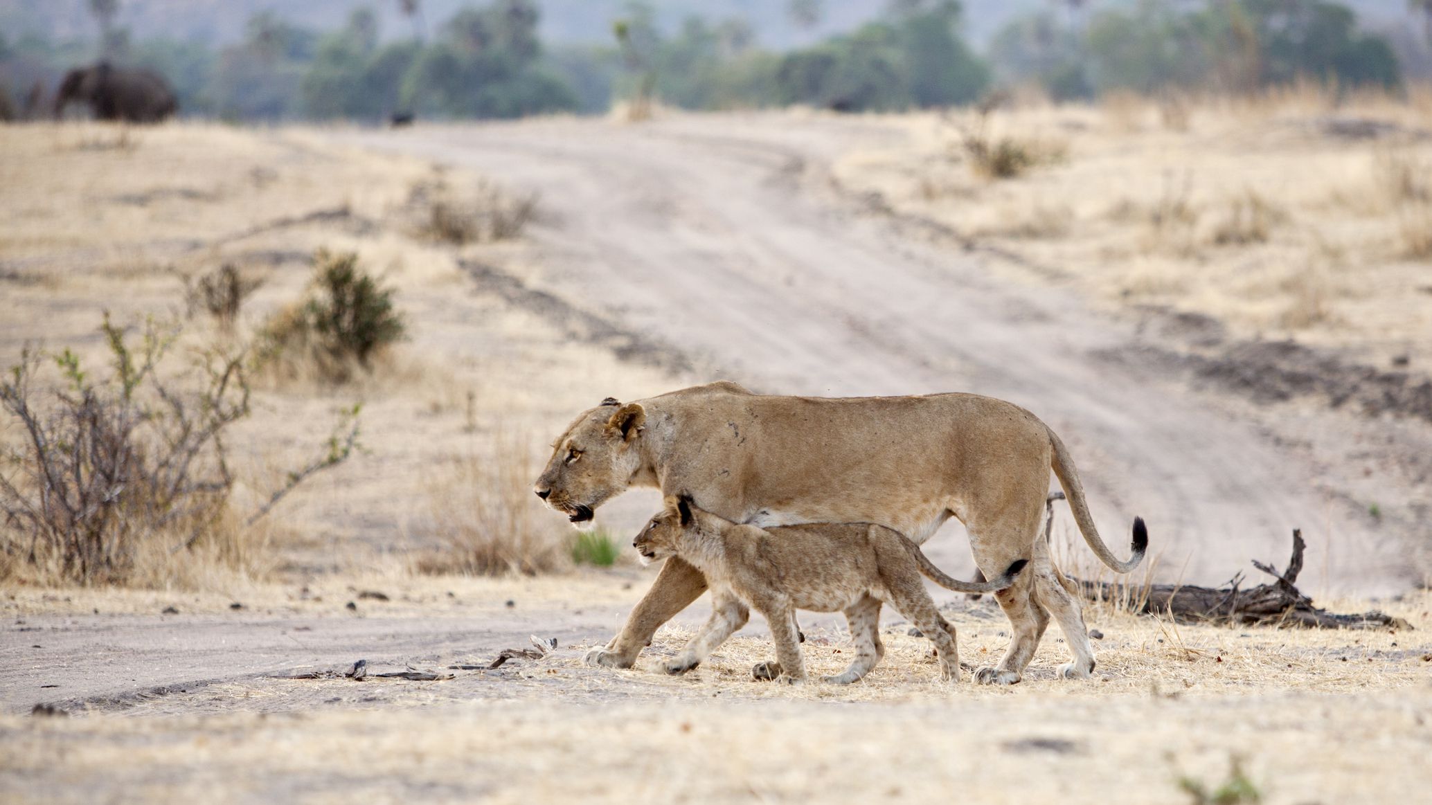 What Is Ruaha National Park Known For?  