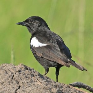 Akagera National Park Bird Checklist