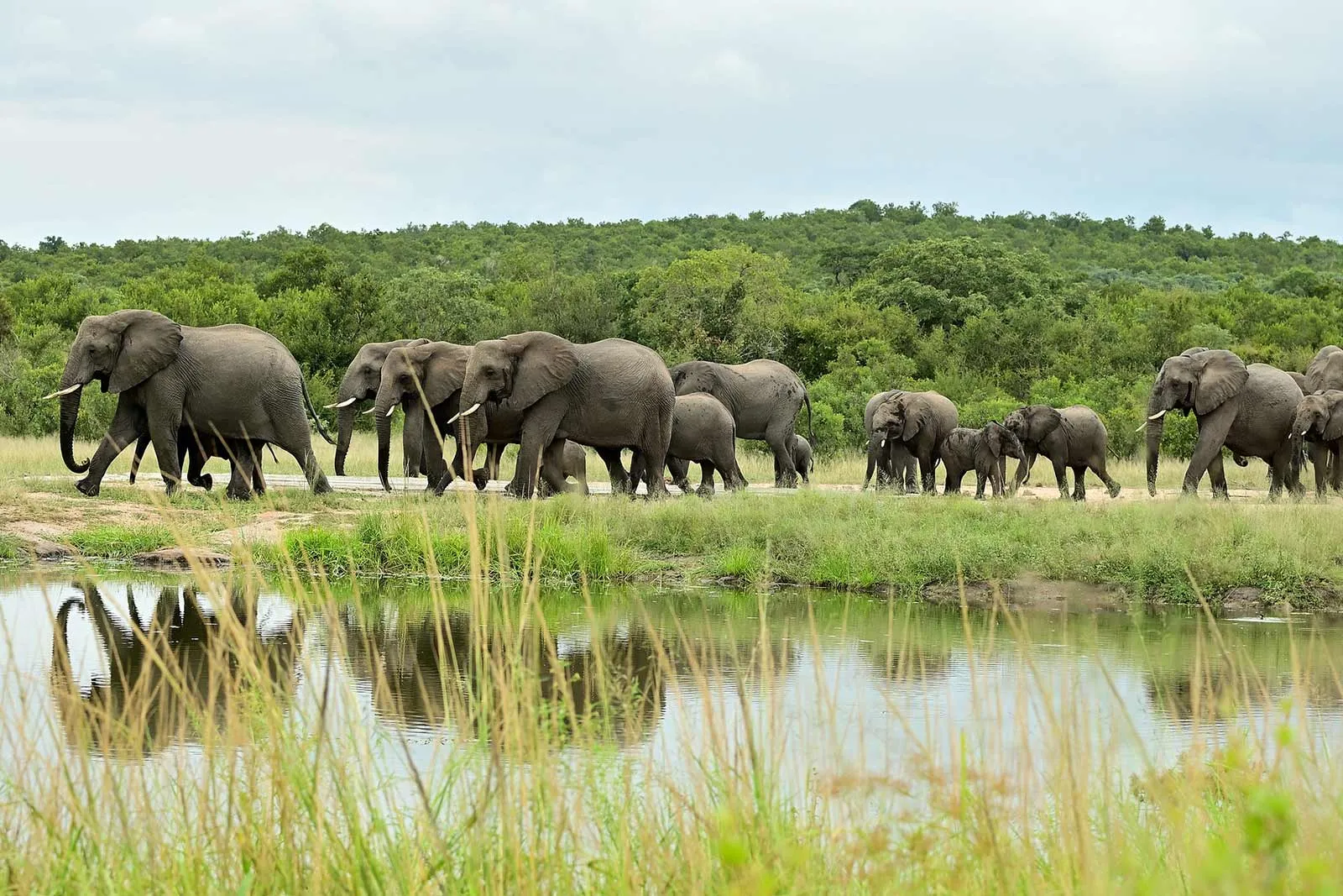 The Top 8 Most Dangerous Wildlife to sight on Uganda Safari