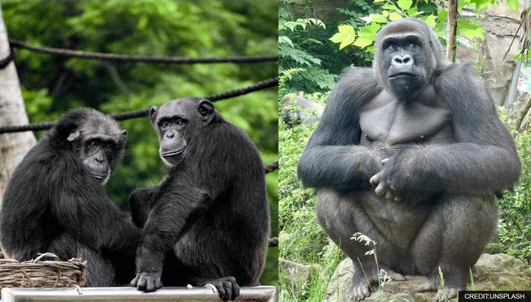 Chimpanzee Vs. Gorilla