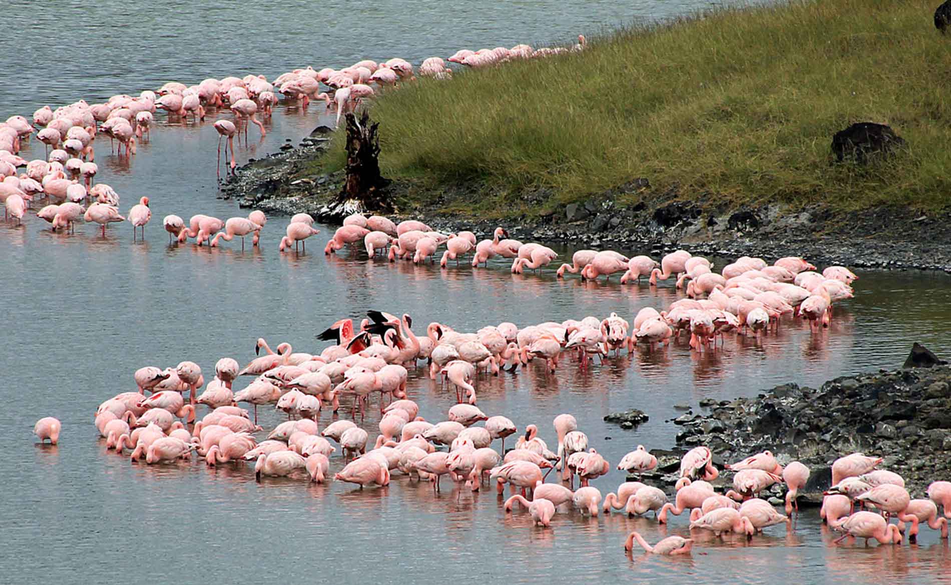 Popular bird species in Tanzania