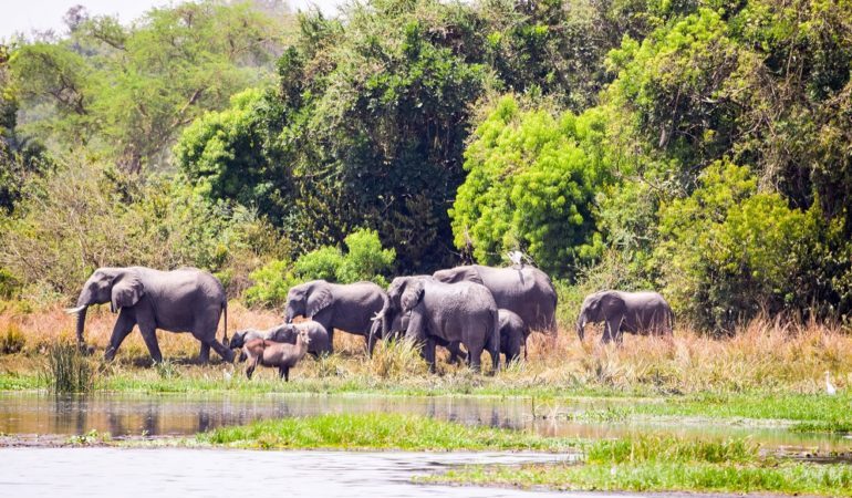 Uganda Wildlife Reserves