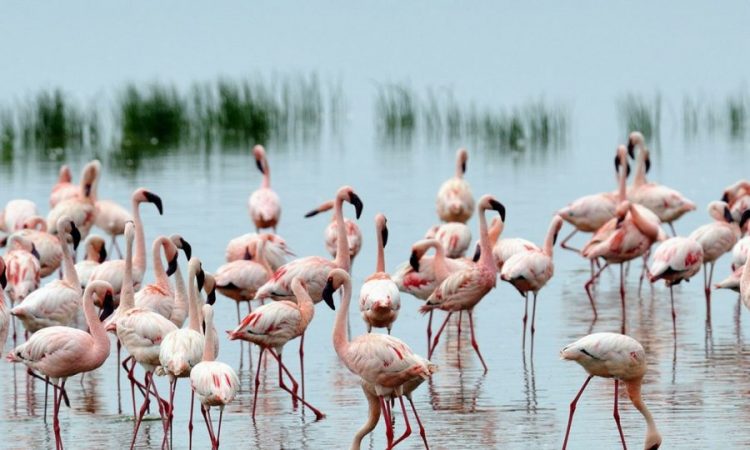 Tourist activities to do in Lake Nakuru National Park