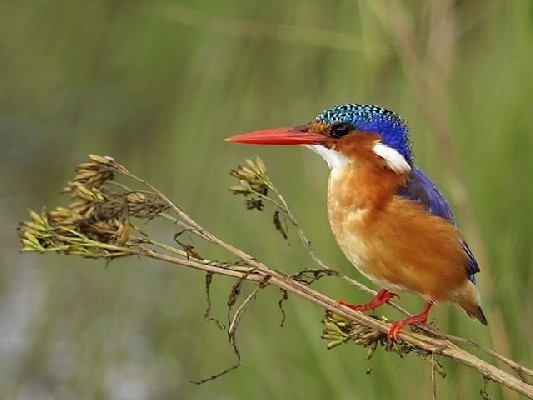 Msanjesi Game Reserve