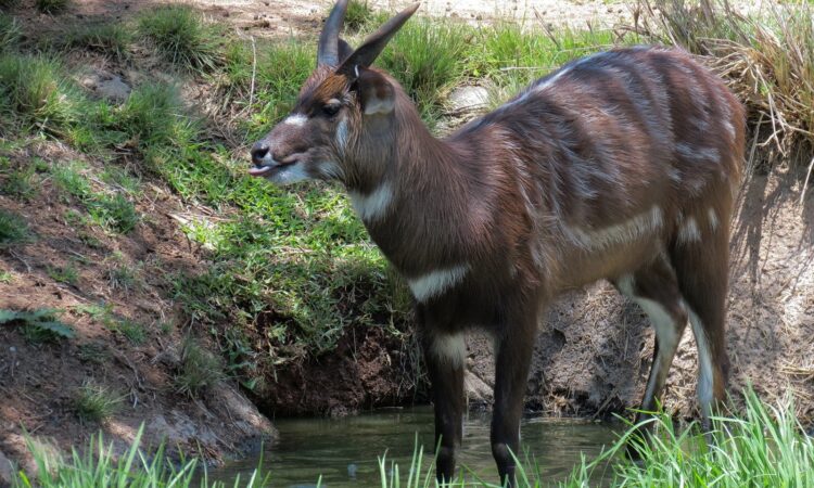 When is the best time to Visit Kigosi National Park