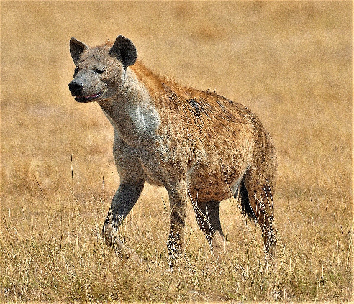 Lukwika-Lumesule Game Reserve