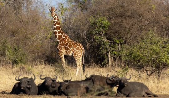 How to get to Meru National Park