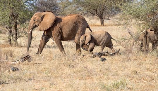 How to get to Meru National Park