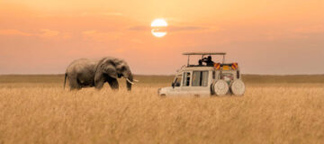 Valentine's Day at Maasai Mara National Park