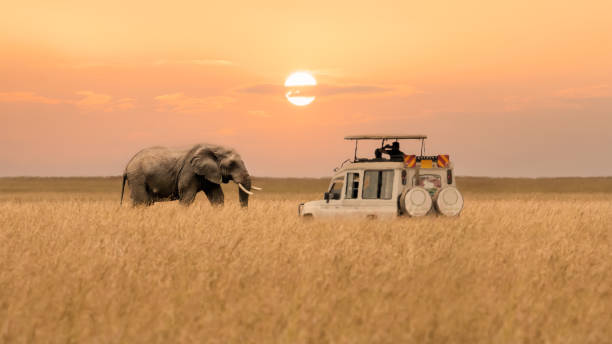 Valentine's Day at Maasai Mara National Park