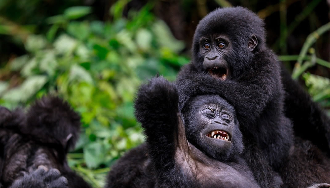 6 Days Uganda primates and wildlife Safari