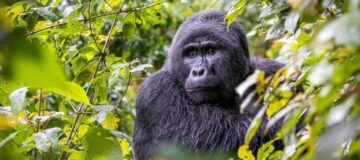 8 Days Explore Uganda Safari